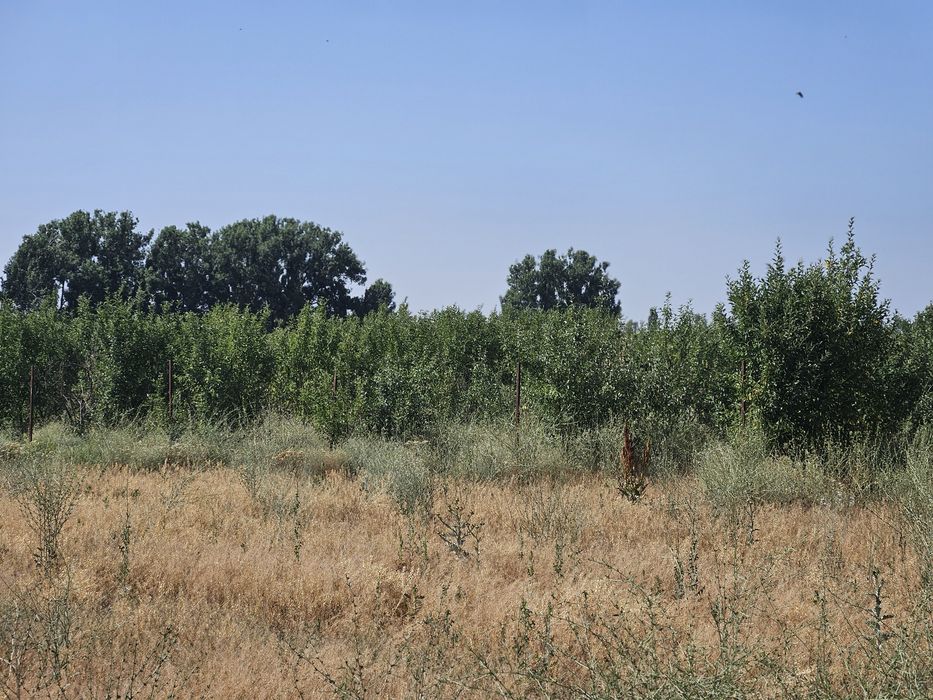 Продаётся яблоневый сад!