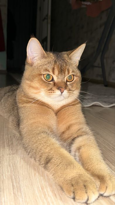 Активно ишем невесту для связки