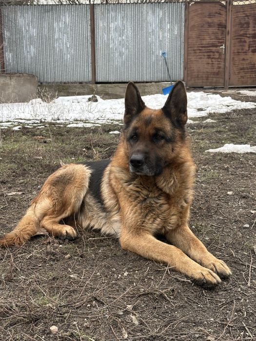Немецкая овчарка