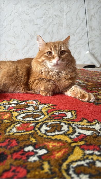 Отдам добрые руки