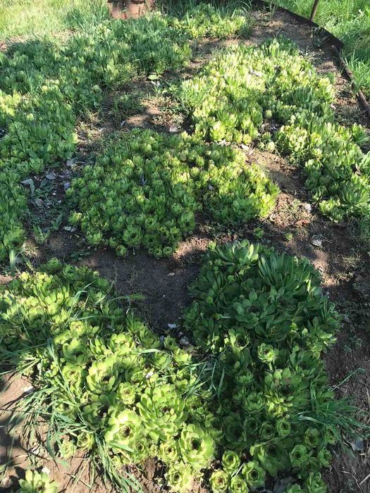 Сукуленти / Алпийска роза / Дебелец