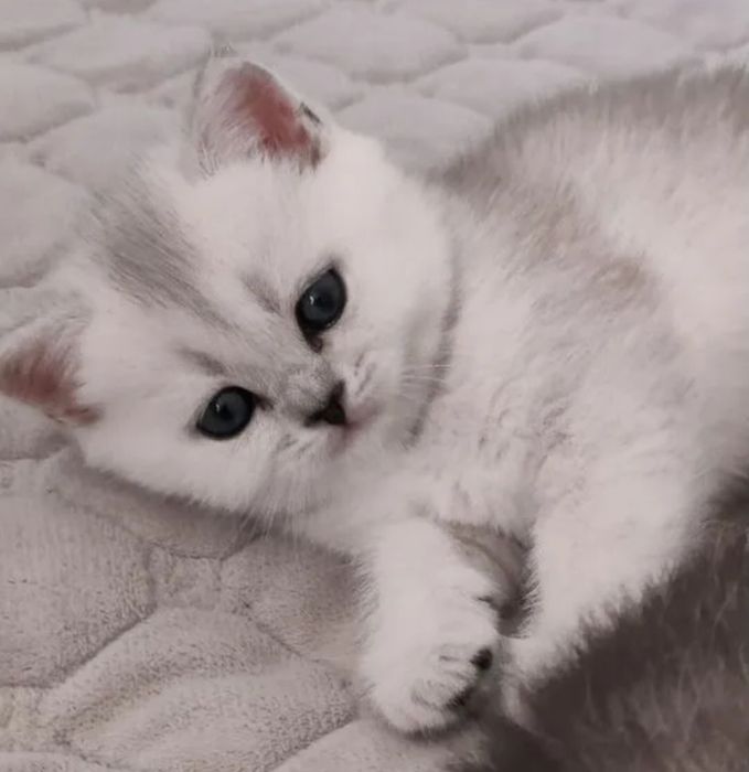 Серебристая шиншилла