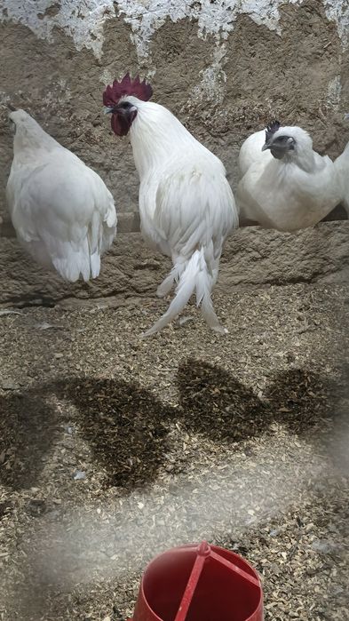 Oq uxeyul tuxumlari sotiladi