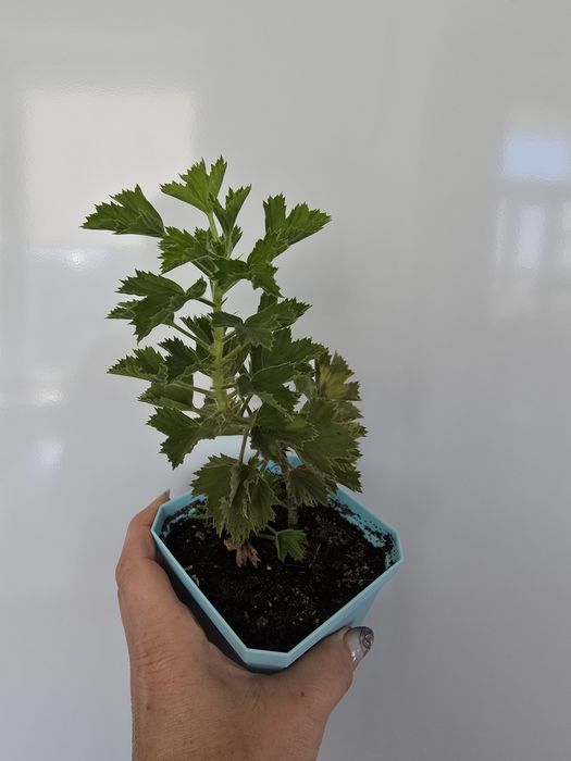 Продам королевскую герань