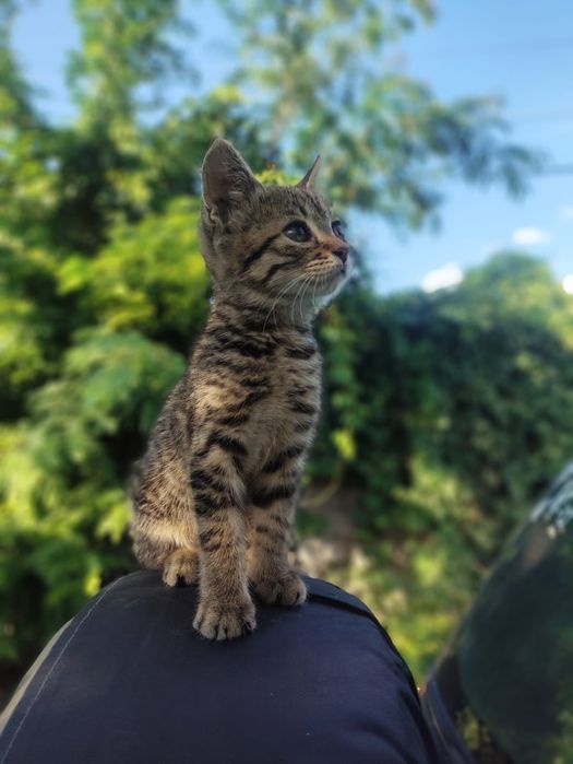 Пропала кошечка(