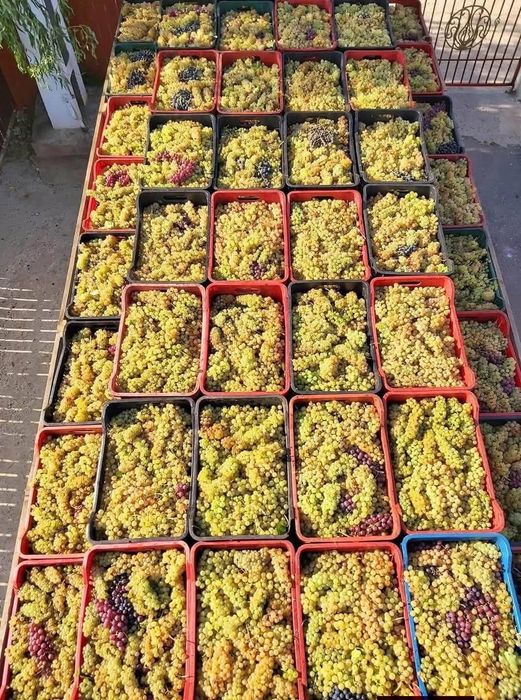 Vând struguri de vin livarm la domiciliu clientului