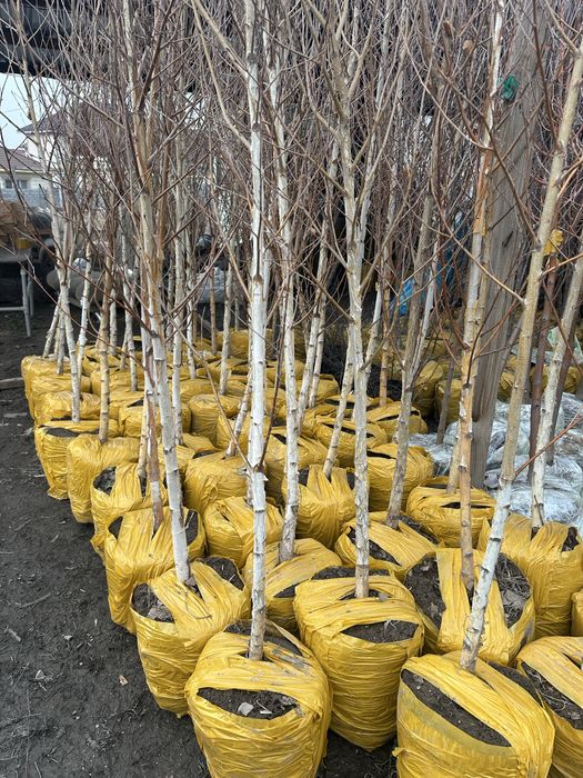 Береза Береза высокорослое