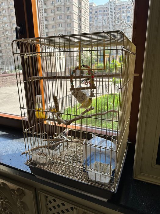 Канарейка певчая (самец) + клетка