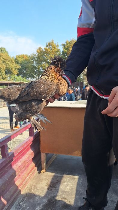 Японча макёнлар сотилади