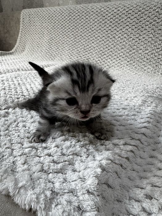 Британские котята