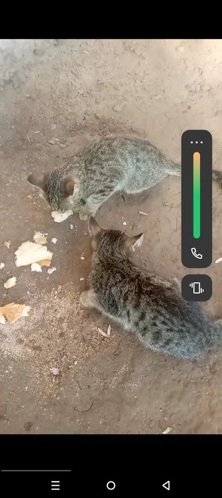 Zotdor chiroyli momiq yangi kichik mushuk