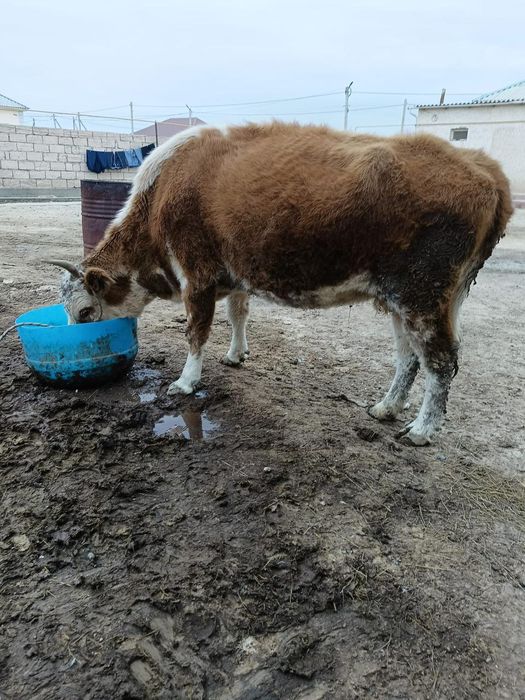 Бука және сиыр сатылады