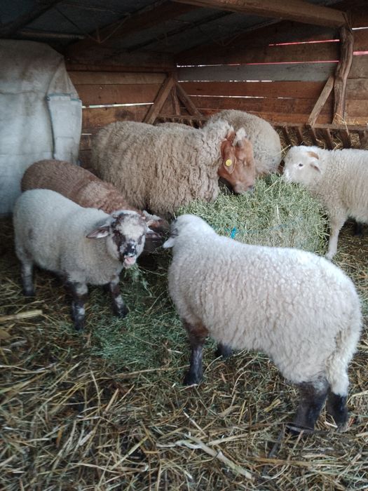 Miei de vânzare soiul țigaie