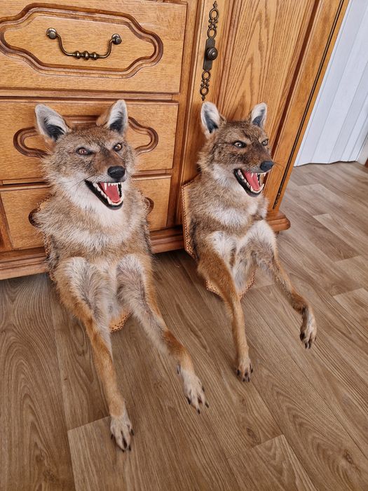 Препариран чакал