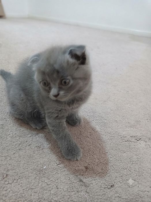 Скотиш фолд ва скотиш страйт
