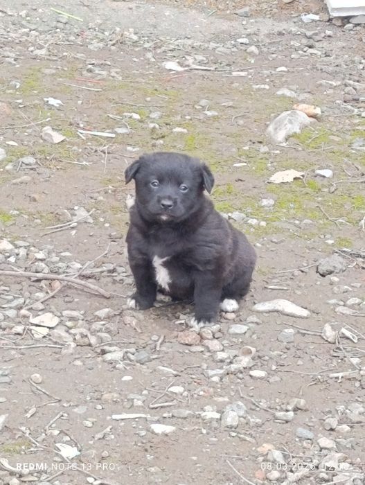 В добрые руки бесплатно щенков