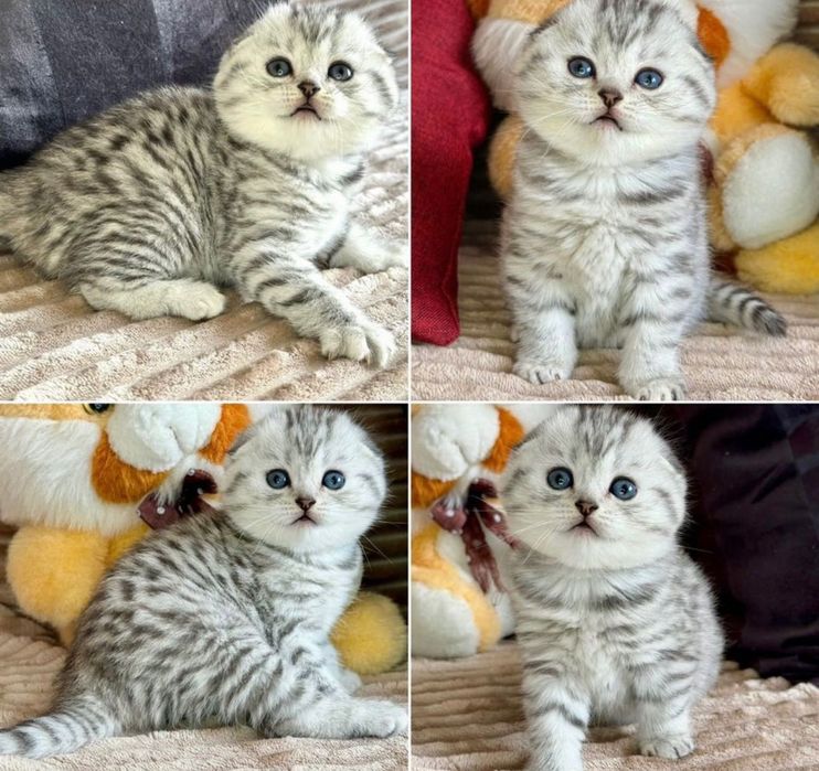 Шотландские вислоушки!