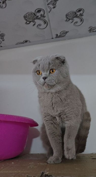 Шотландский фолд лиловый девичка хомиладор