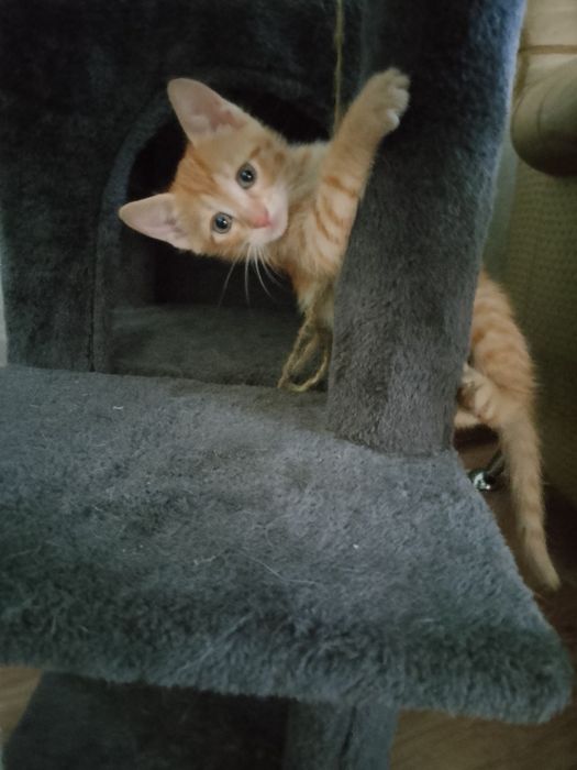 Отдам котёнка мальчик