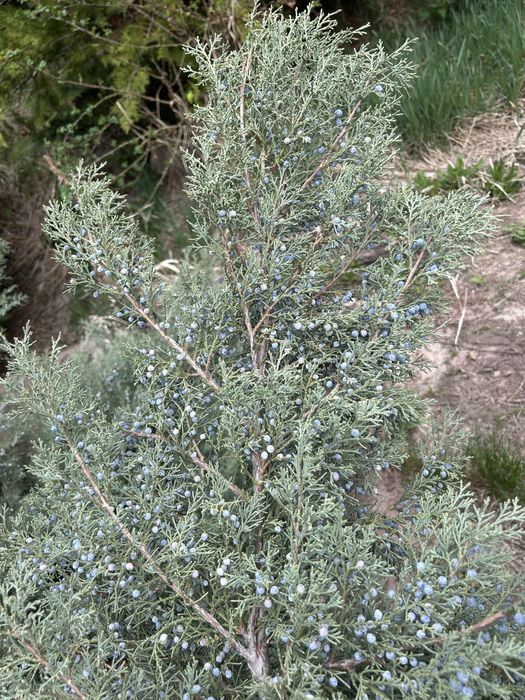 Хвойные ветки разные