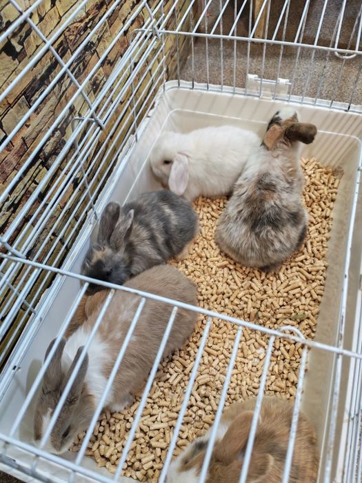 Кролики  декоративные