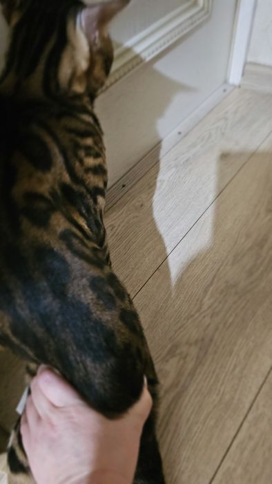 Вязка Бенгальский кот