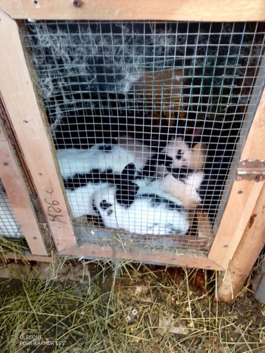 Se vinde iepuroaice cu pui