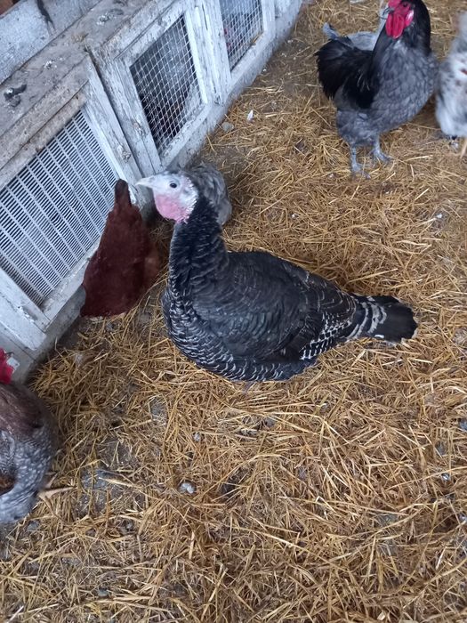 Продам самок индюшек бронза