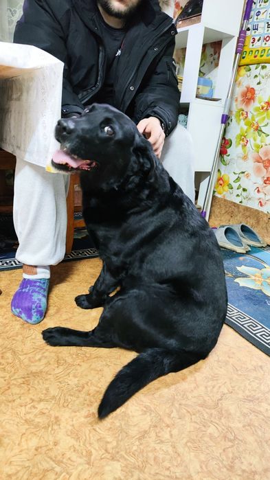 Нашлась собака черный лабрадор