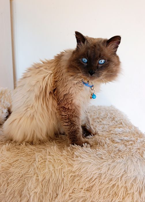 Кот котенок в добрые руки