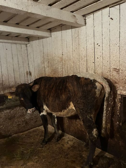 Junca cu lapte gestanta