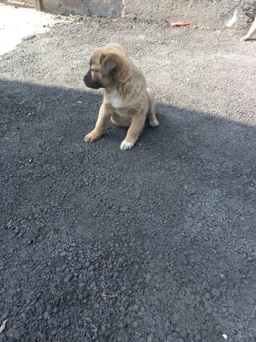 Щенки бесплатно!