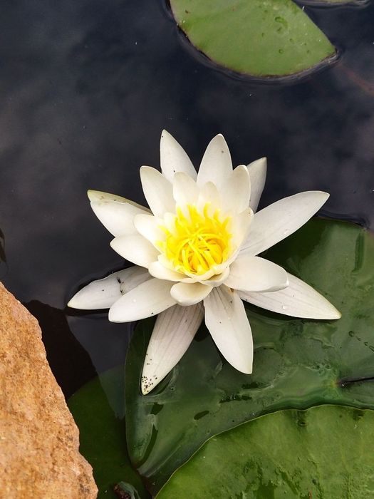 Продаются водные растения!