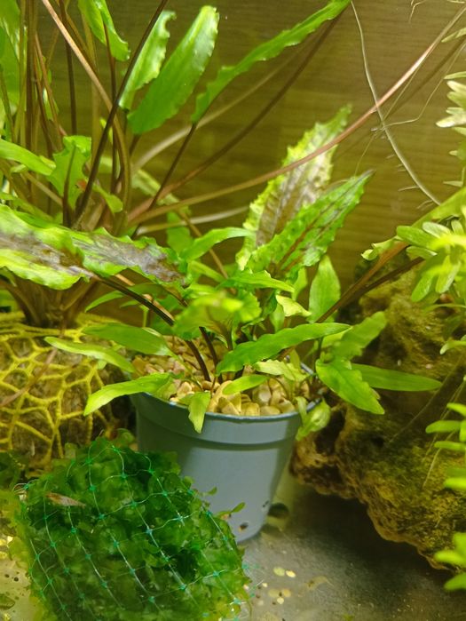 Аквариумные растения.