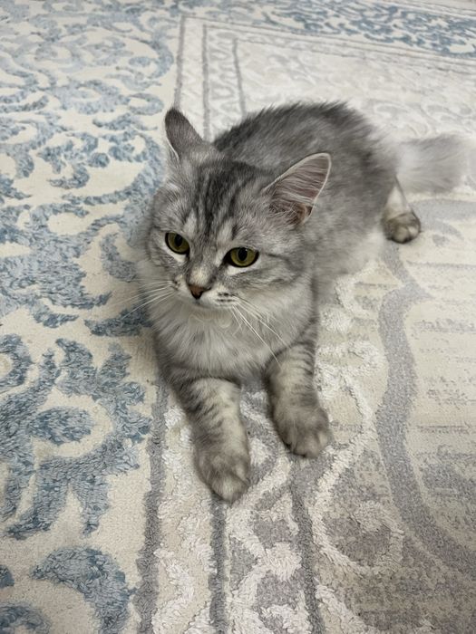 Котенок подросток в добрые руки