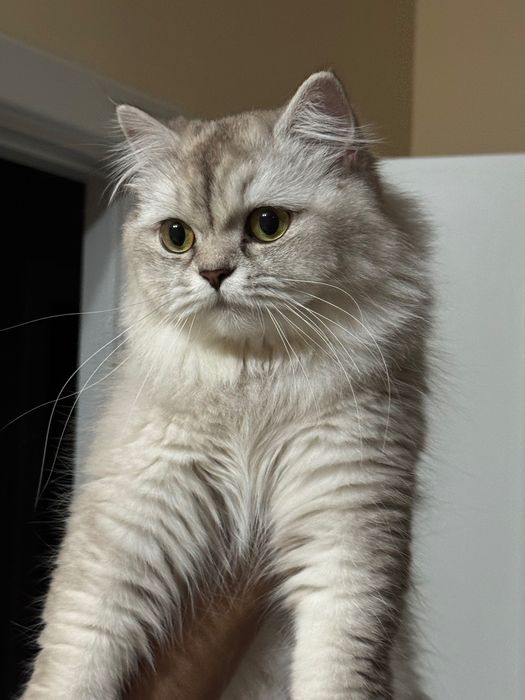 Кошка Британской Породы