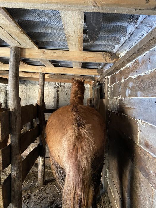 Продам кобылу, 2,5 года