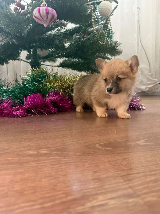 Вельш пемброк корги