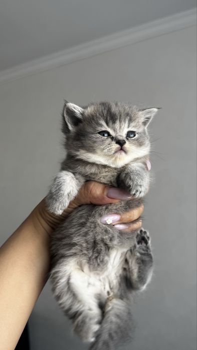 Sctosh strayt mushuk