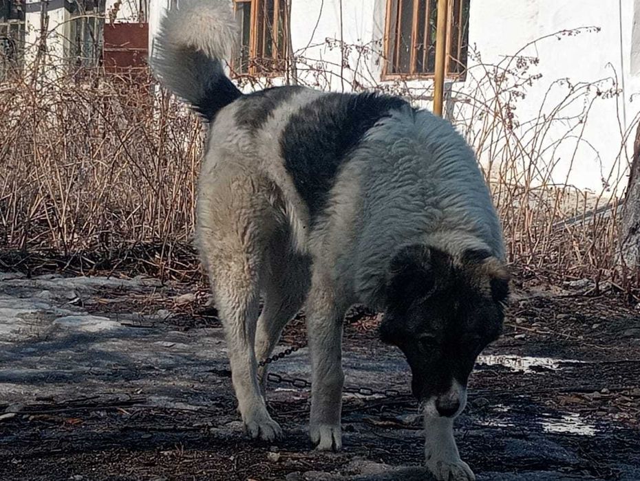 Собака //мальчик//еркек кавказ