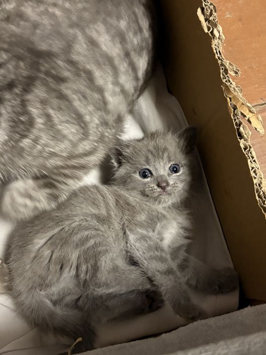 Отдам котят в добрые руки