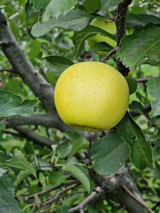 Продавам био ябълки, без химия!