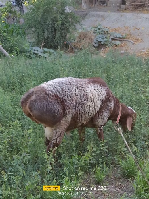 Qõchqor sotiladi