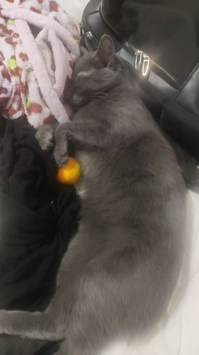 Отдам кота в хорошие руки