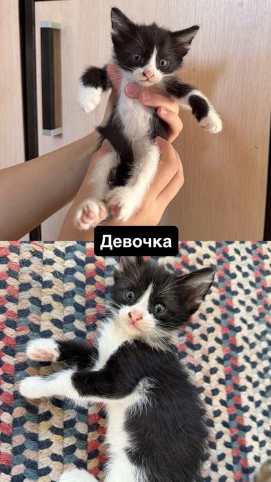 котята бесплатно