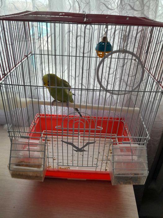 Продам попугаи волнистого.