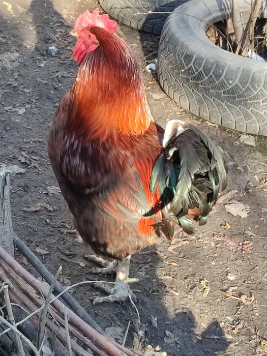 Продаётся двухгодовалый петух