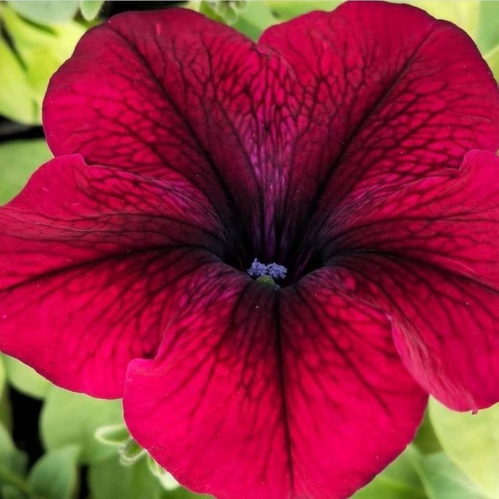 ПЕТУНИИ , рассада однолетних цветов