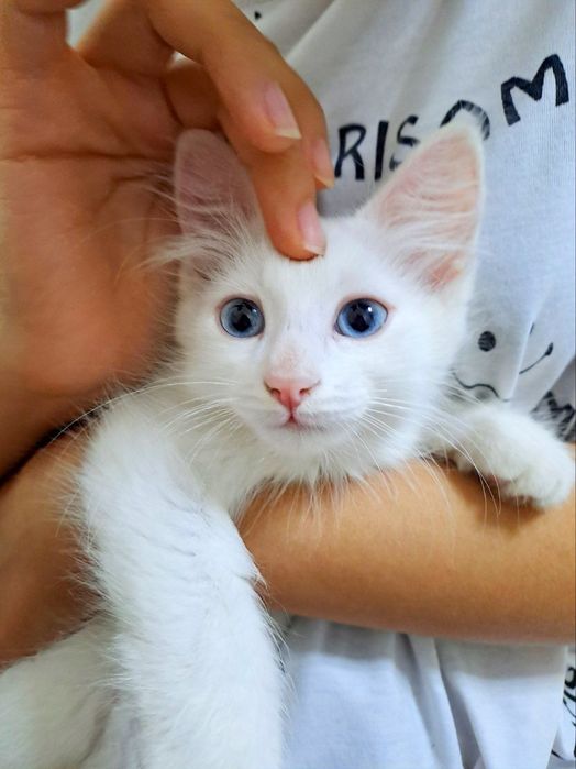 Turk angorasi ko‘zlari ko‘k 2 oylik o‘g‘il bola sog‘lom