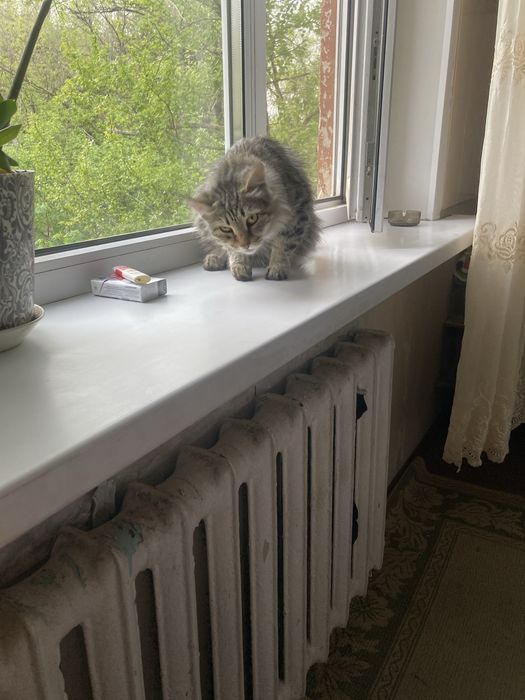Котята Майкун бронь